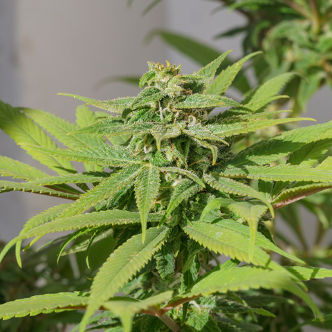 CANNABIS STORE