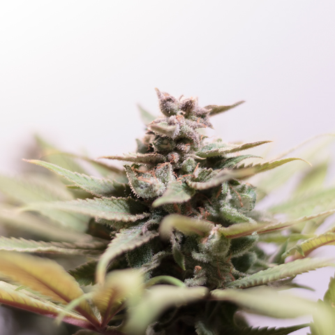 SILVERLEAF CANNABIS